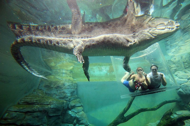 Cage of Death Ticket - Crocosaurus Cove beyond the cage
