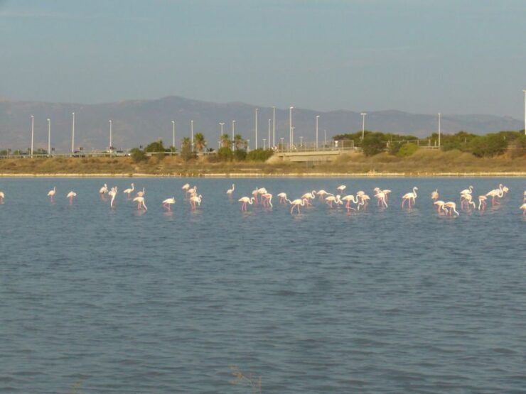 Cagliari: Bike Tour in the Flamingo Oasis - Tour Details