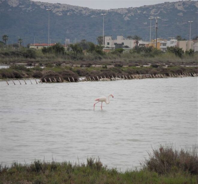 Cagliari: Bike Tour in the Flamingo Oasis - Important Information
