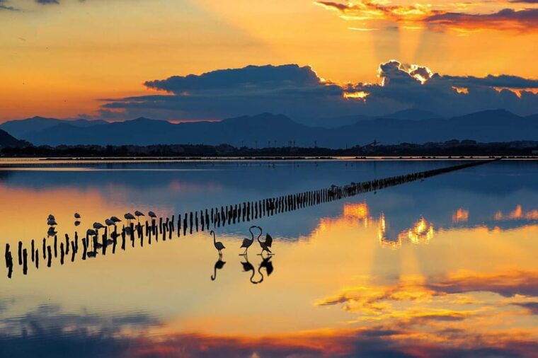 Cagliari City Tour and Flamingos Park by Minivan and Walking - Discovering Molentargius Park and Flamingos