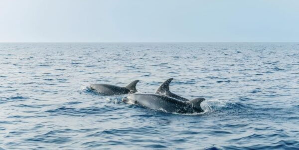 Cagliari: Devils Saddle Boat Tour With Spritz and Chips - Important Information