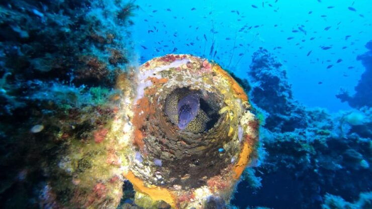 Cagliari: Discover Scuba Diving for Beginners - Dive Experience Details