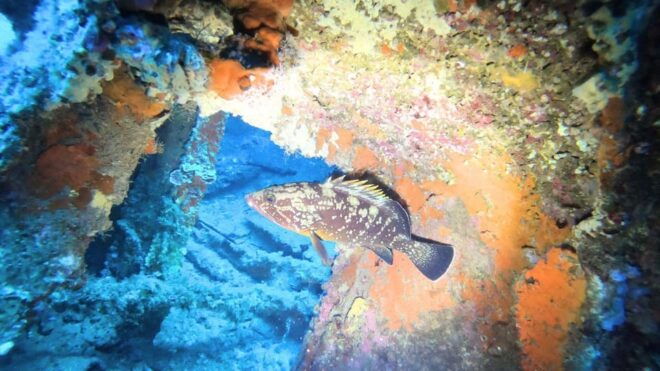 Cagliari: Discover Scuba Diving for Beginners - Meeting Point Information