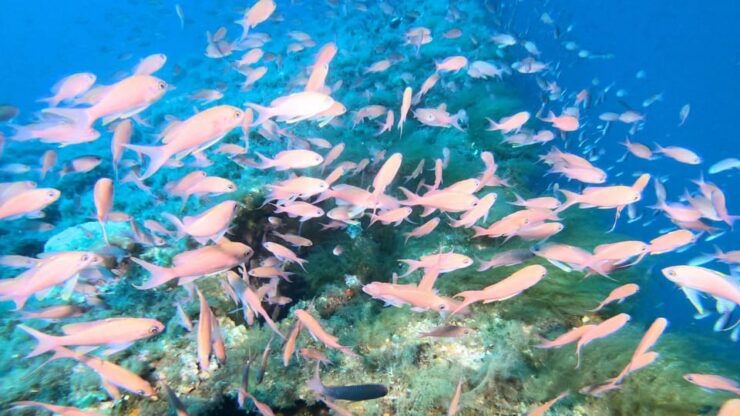 Cagliari: Diving in the Gulf of Angels - Good To Know