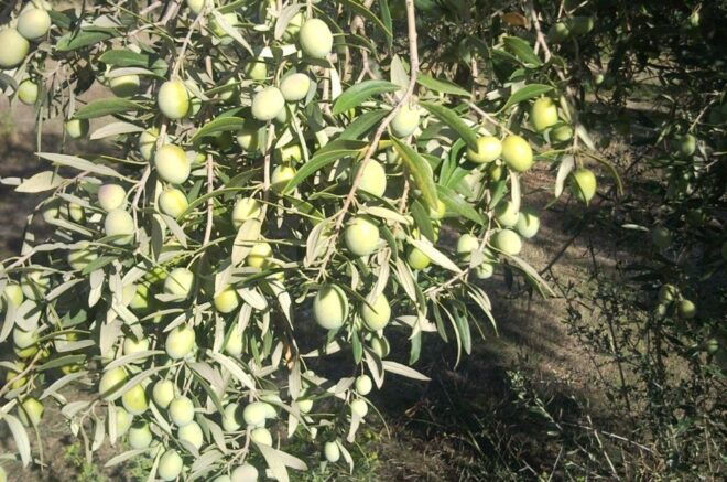 Cagliari: Exclusive Extra Virgin Olive Oil Tour at Museum - Exclusive Experience