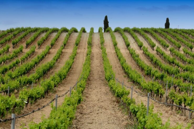 Cagliari: Full-Day Private Wine Tasting With Lunch - Activity Description