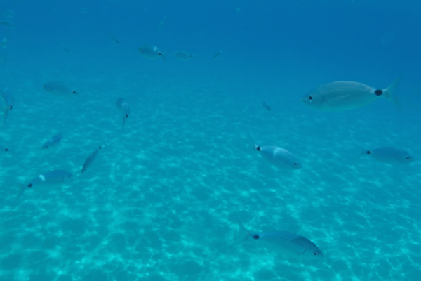 CAGLIARI GULF/DEVIL'S BACKBONE: BOAT EXCURSION LOW SEASON - Local Attractions to Explore