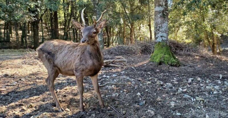 Cagliari: Hiking on the Deers Trail in Sette Fratelli Park - Good To Know