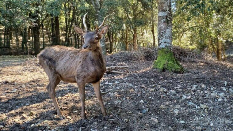 Cagliari: Hiking on the Deers Trail in Sette Fratelli Park - Flora and Fauna