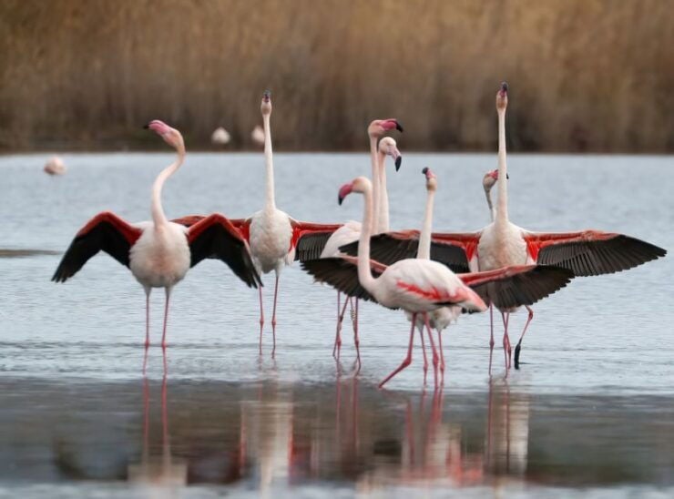 Cagliari: Molentargius Natural Park Segway Tour With Coffee - Experience Highlights
