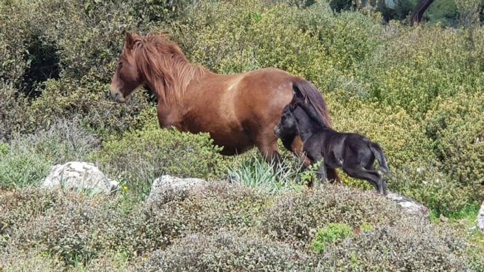 Cagliari: Nuraghe Barumini and Giara Park With Wine Tasting - Frequently Asked Questions