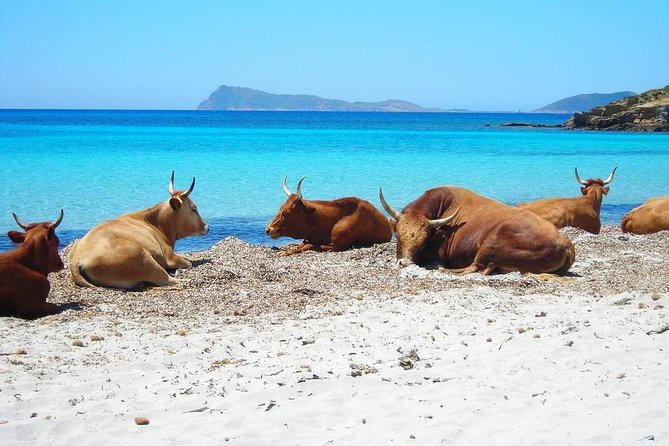 Cagliari Shore Excursion: South West Hidden Beaches Private Boat Tour - Booking Information
