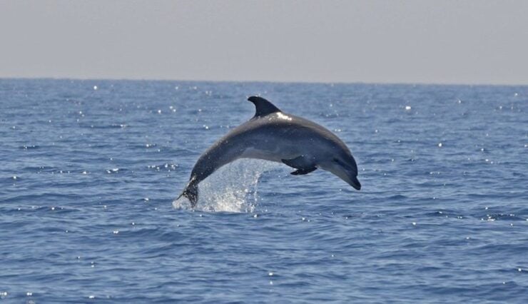 Cagliari Shore Excursion: Sulcis Boat Experience - Booking Details