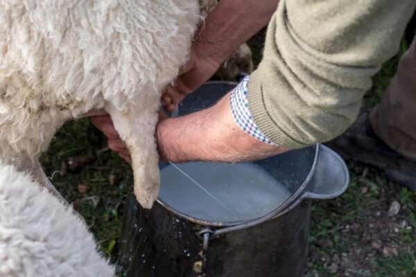 Cagliari: Traditional Cheese Making From Chia - Important Tour Information