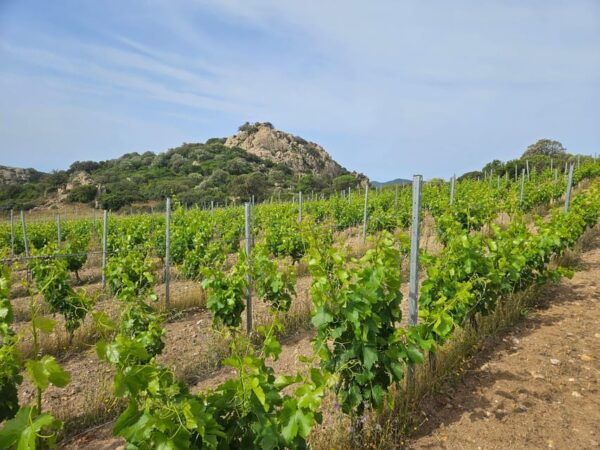 Cagliari: Traditional Cheese Making From Chia - Booking Your Experience