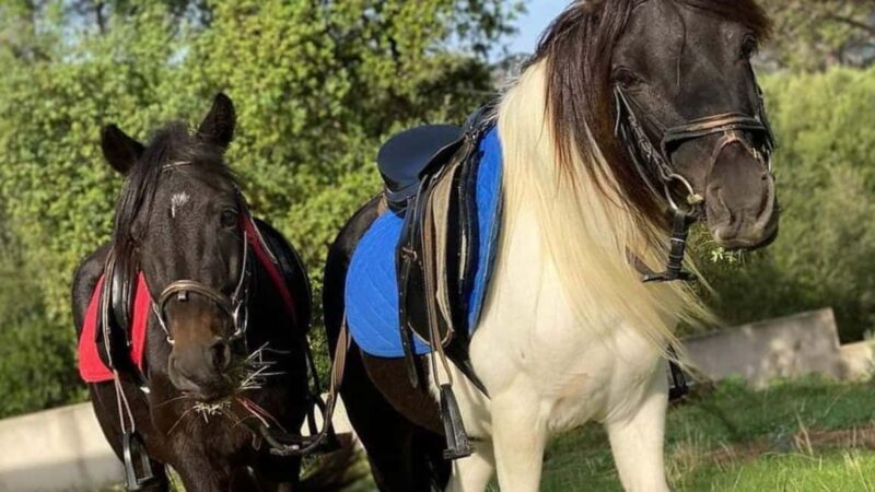 Cagliari: visit the animals of a farm - Cagliari: Visit the Animals of a Farm — An Authentic Family Adventure in Sardinia