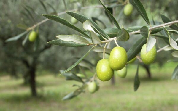 Cagliari: Wine, Cheese and Olive Oil Tasting Experience - Frequently Asked Questions