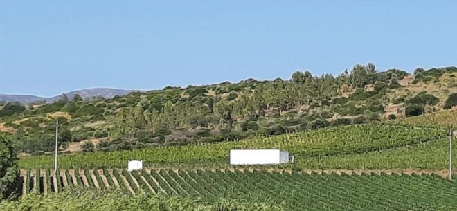 Cagliari: Wine Experience With Sommelier and Naturetherapy - Duration and Languages