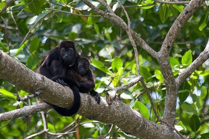 Cahuita National Park - Tour Inclusions and Wildlife Spotting