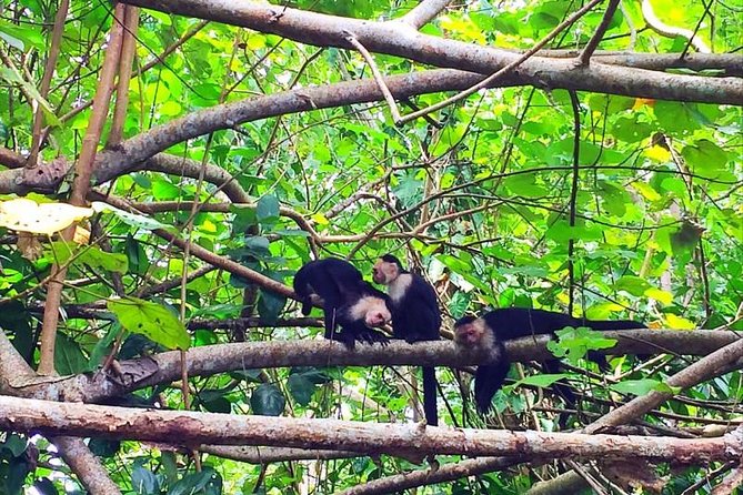 Cahuita National Park Hiking - Tour Highlights