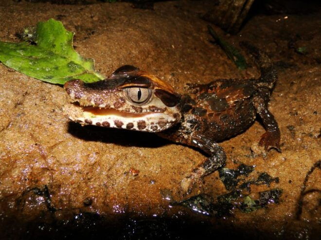 Caimans and Capibara Search on the Tambopata River - Activity Details