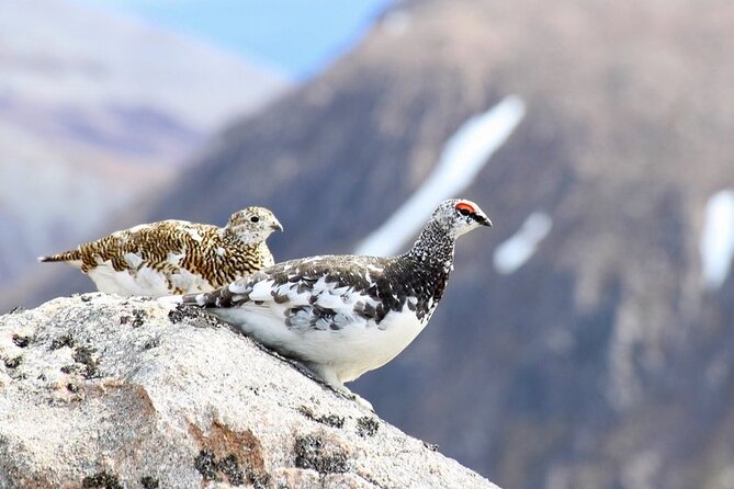 Cairngorms: Lochnagar Guided Walk - Meeting Point Details