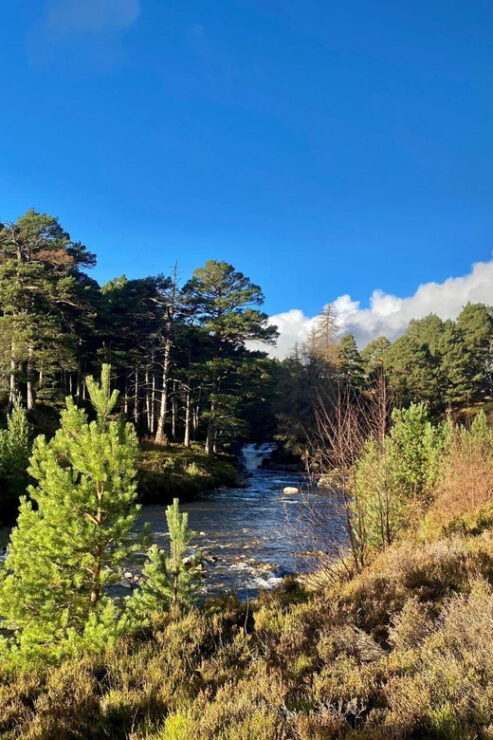 Cairngorms National Park: Mar Lodge Estate Guided Tour - Itinerary and Experience