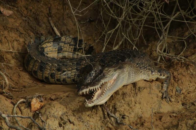 Cairns: 2-Day Atherton Tablelands & Cape Tribulation Tour - Good To Know  