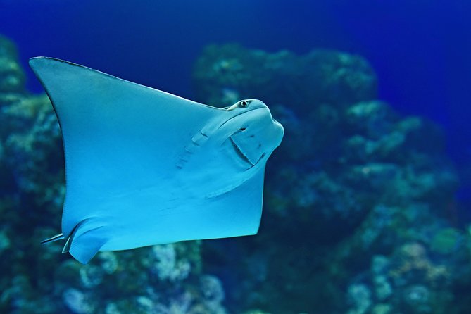 Cairns Aquarium Admission Ticket - Ticket Information and Booking Process