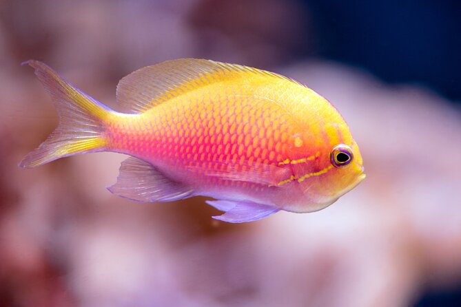 Cairns Aquarium by Sunrise - Additional Information for Visitors