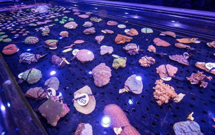 Cairns: Aquarium Entry Ticket and Coral Biobank Tour - Full Description