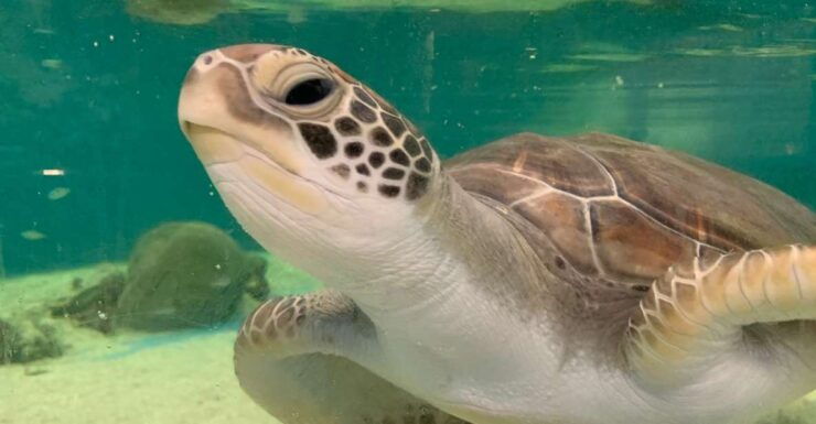 Cairns: Aquarium Entry Ticket and Turtle Rehabilitation Tour - Booking and Pricing Information
