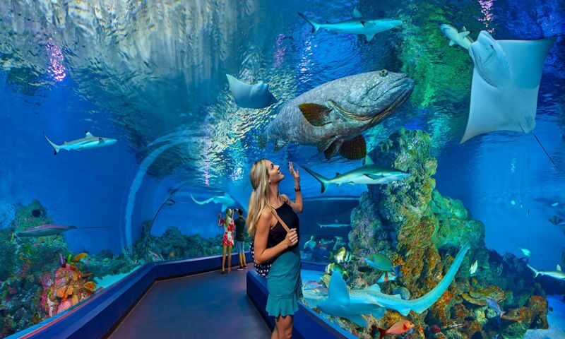 Cairns Aquarium Ticket - A compact introduction to North Queensland’s wildlife