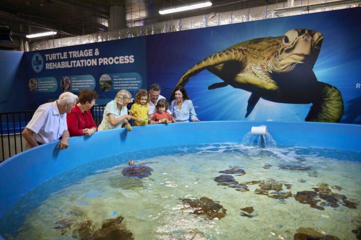 Cairns Aquarium Turtle Hospital and City Sightseeing Tour - Booking Details for the Tour