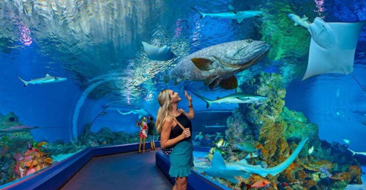 Cairns Aquarium Turtle Hospital and City Sightseeing Tour - Explore Cairns Aquarium Experience