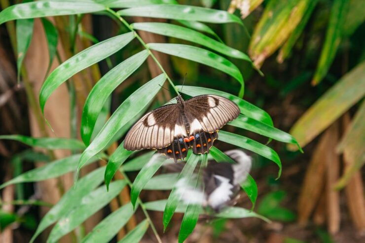 Cairns: Best of the Kuranda Rainforest Full-Day Tour & Lunch - Tour Booking and Logistics