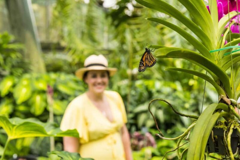 Cairns: Cairns City Sights & Surrounds Half Day Tour - Good To Know