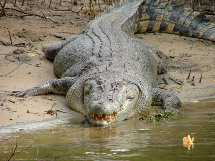 Cairns: Cape Tribulation, Beaches, Crocs & Swimming Day Tour - Booking Details