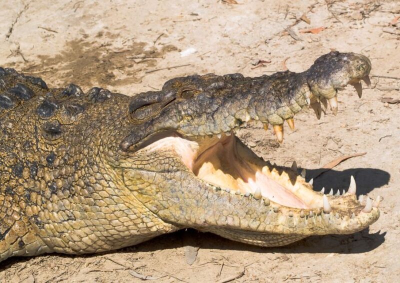 Cairns: Cape Tribulation, Mossman Gorge & Daintree Day Tour - Who Is This Tour Best For?