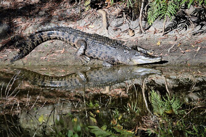 Cairns Cruise Ship Shore Excursion Crocodile and Wildlife Park - Why This Tour Works Well
