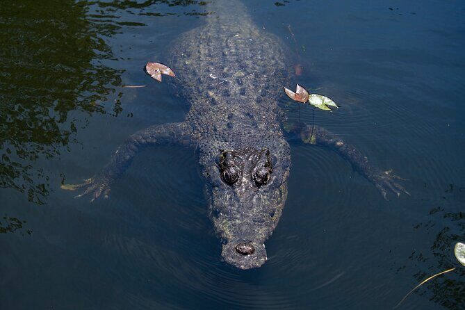 Cairns Cruise Ship Shore Excursion Crocodile and Wildlife Park - Frequently Asked Questions (FAQs)