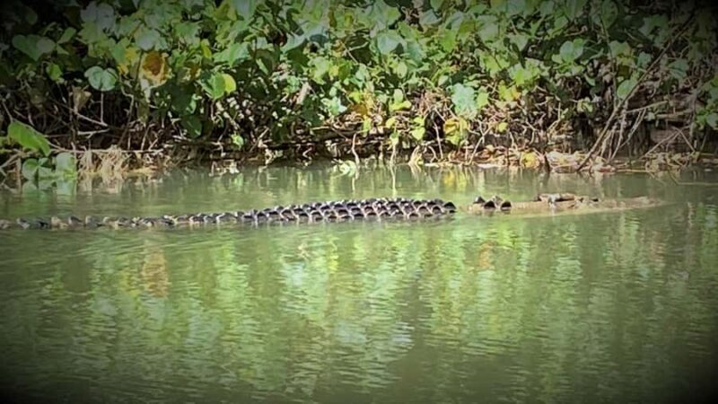Cairns: Daintree River Cruise and Mossman Gorge - Good To Know