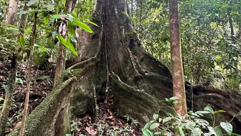 Cairns: Daintree River Cruise and Mossman Gorge - Authentic Experiences from Real Travelers