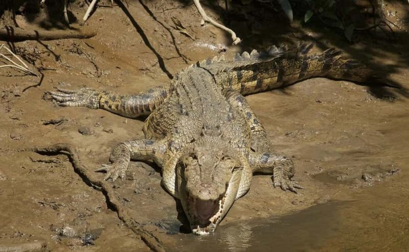 Cairns: Daintree River Cruise and Mossman Gorge - FAQ