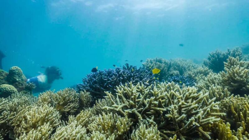 Cairns: Fitzroy Island Ferry with Optional Lunch & Activity - How does the value compare?