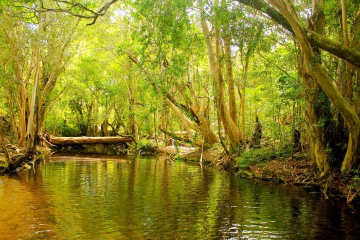Cairns: Forest and Waterfalls Half-Day 4WD Guided Adventure - Experience Highlights