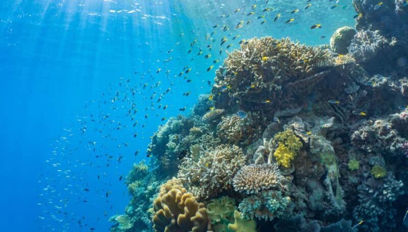 Cairns: Great Barrier Reef and Fitzroy Island Boat Tour - The Itinerary in Detail