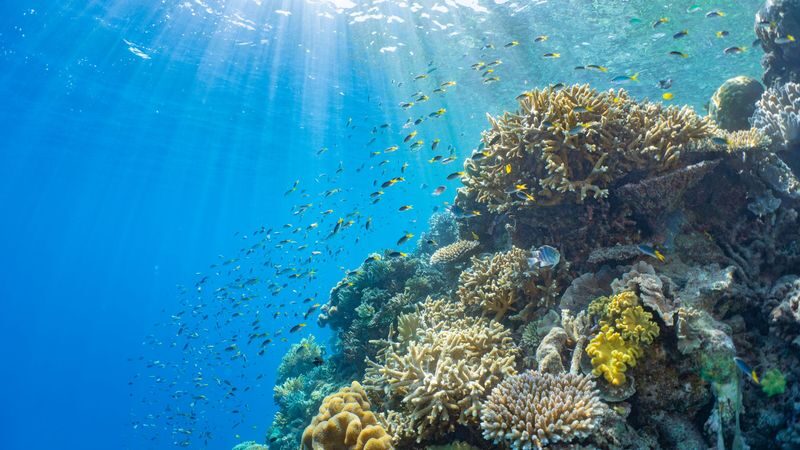 Cairns Great Barrier Reef Full-Day Tour with Helicopter Flight - Lunch, gear and other practical details