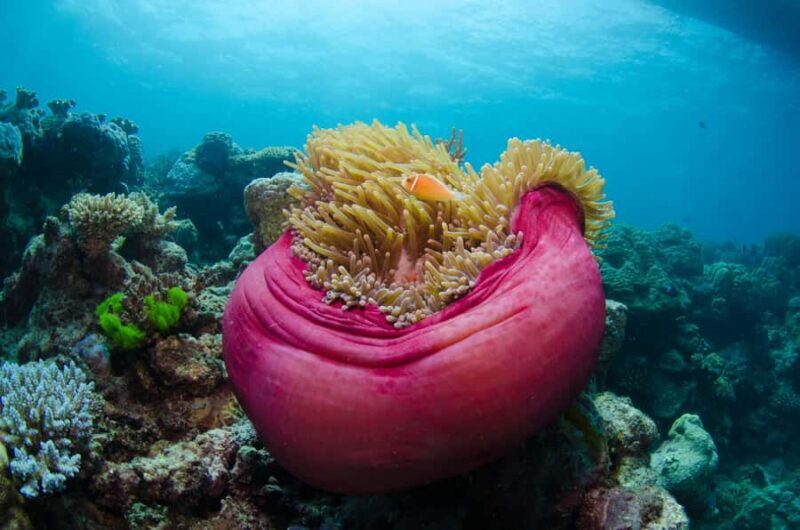 Cairns: Great Barrier Reef Overnight Snorkelling Boat Trip - FAQs