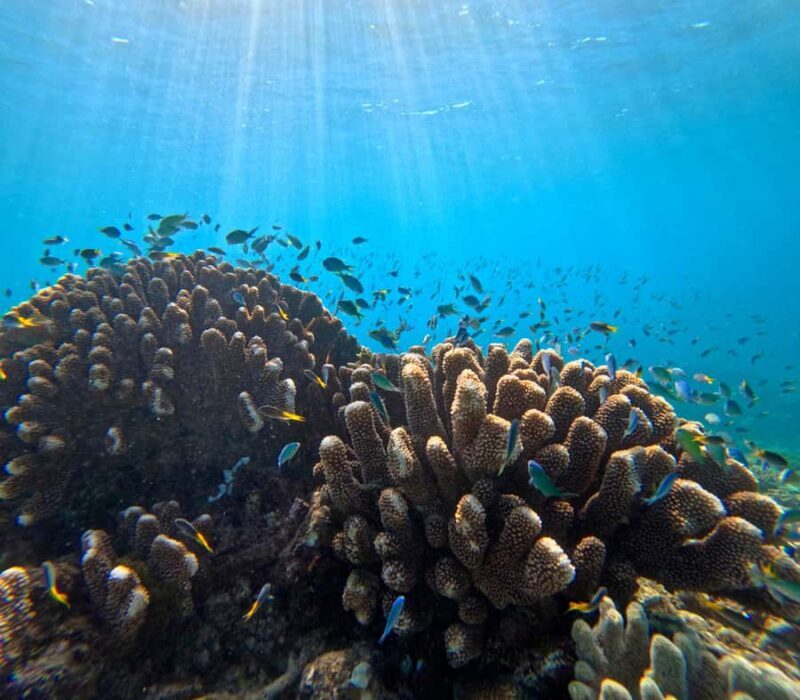 Cairns: Great Barrier Reef Small Group Snorkelling Tour - FAQ